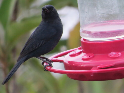 Black Flowerpiercer (Diglossa humeralis), photo 4