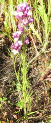 Castilleja densiflora gracilis