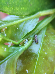 Diaphorina citri