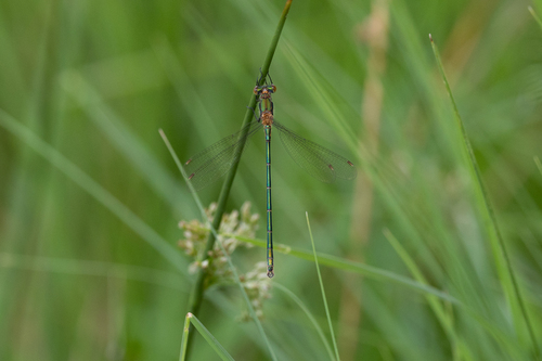Common Spreadwing