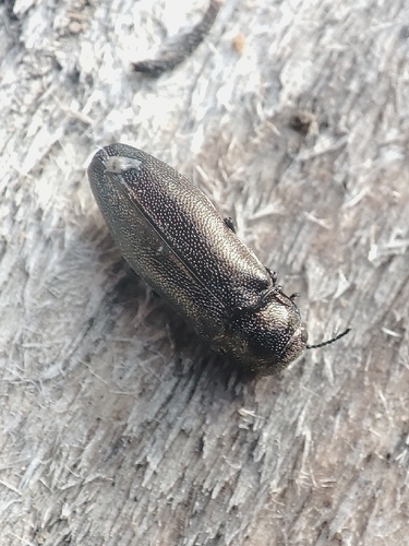 Coraebus elatus