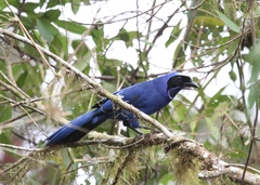 Cyanolyca viridicyanus