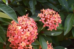 Ixora