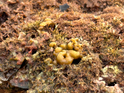 Colpomenia observed 2026-06-04