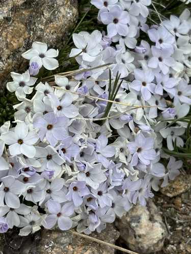 Phlox condensata, photograph 2