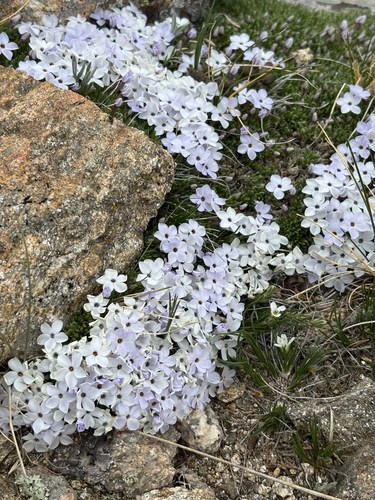 Phlox condensata, photograph 3