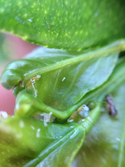 Diaphorina citri