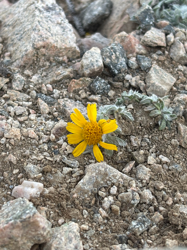 Tetraneuris acaulis, photograph 5