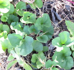 Dichondra occidentalis