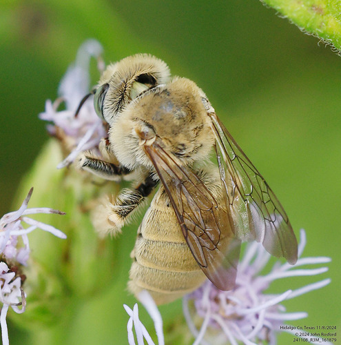 Ochraceous Chimney Bee photo 3