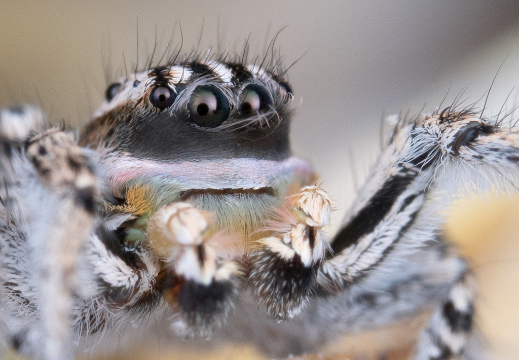 Habronattus tuberculatus