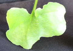 Dichondra occidentalis