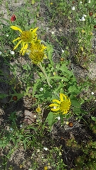 Tetragonotheca repanda