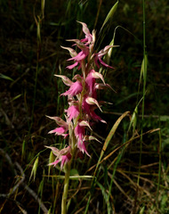 Anacamptis sancta