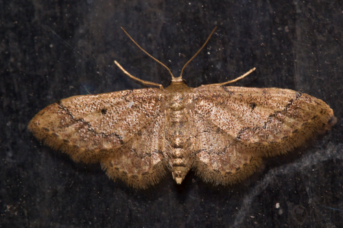 Idaea pervertipennis (Hulst, 1900)