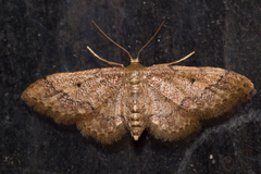 Idaea pervertipennis