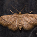 Idaea pervertipennis - Photo (c) Lee Hoy, algunos derechos reservados (CC BY-NC-ND), subido por Lee Hoy