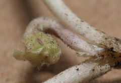 Dichondra occidentalis