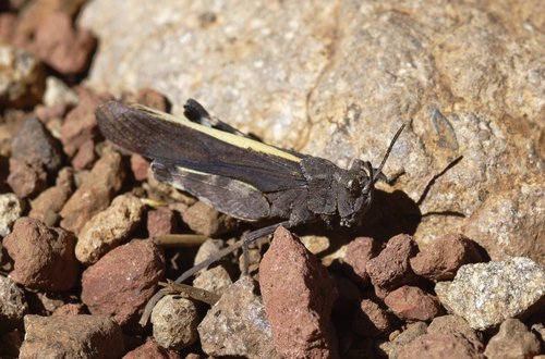 iNaturalist observation photo of Arphia