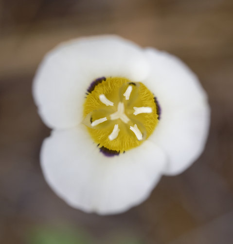 iNaturalist observation photo of Leichtlin's Mariposa Lily
