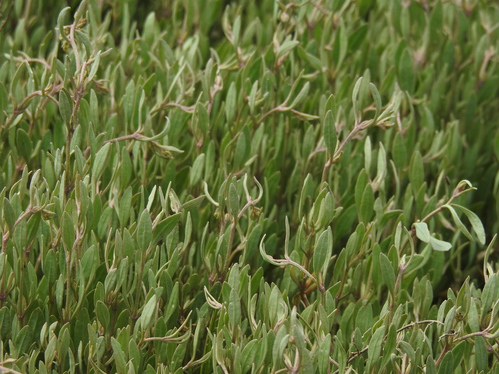 Sea-purslane
