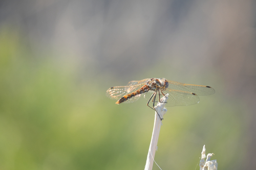 Variegated Meadowhawk