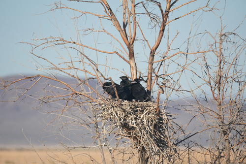 Common Raven