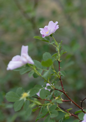 iNaturalist observation photo of roses