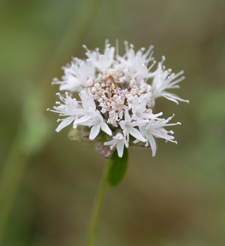 iNaturalist observation photo of Monardella ovata pallida