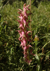 Anacamptis sancta