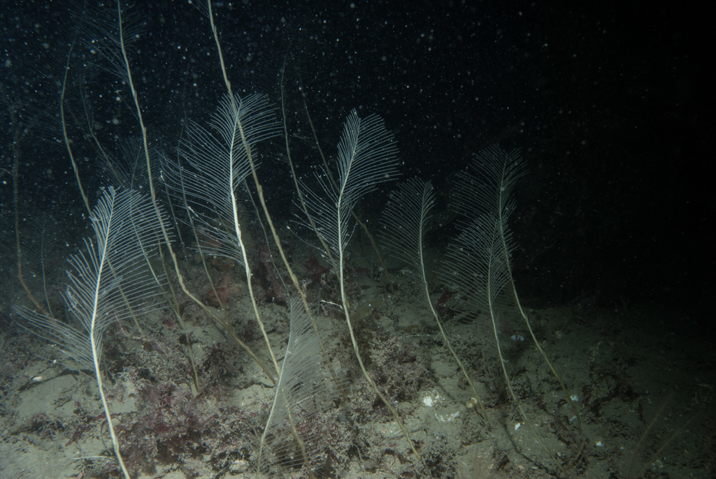 pheasant-tail hydroid