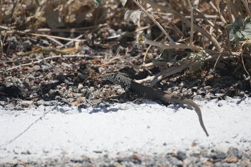 iNaturalist observation photo of Western Whiptail
