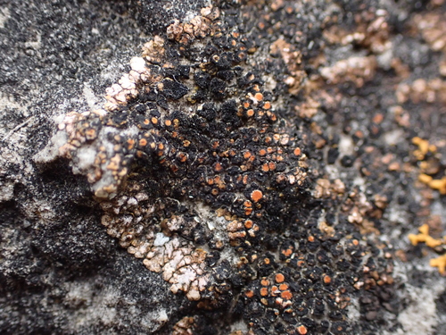 Squamulea galactophylla