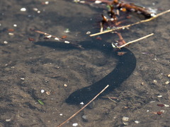 Haemopis sanguisuga