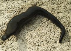 Haemopis sanguisuga