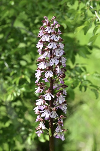 Orchis purpurea, photograph 4