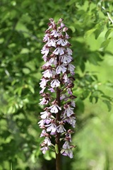 Orchis purpurea, photograph (c) Stephanie Tran, some rights reserved (CC BY)