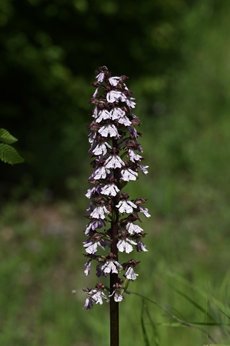 Orchis purpurea, photograph 2