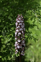 Orchis purpurea, photograph (c) Stephanie Tran, some rights reserved (CC BY)