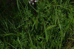 Orchis purpurea, photograph (c) Stephanie Tran, some rights reserved (CC BY)
