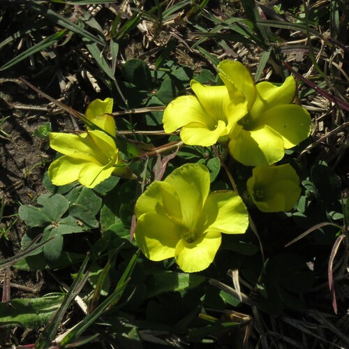 Oxalis sellowiana sellowiana