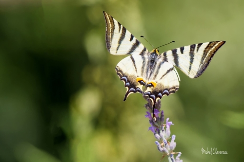 Scarce Swallowtail