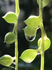 Curio rowleyanus
