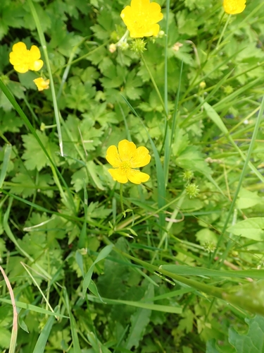 Creeping buttercup