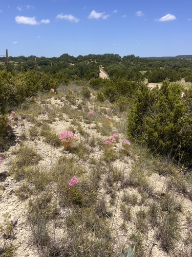 Zeltnera beyrichii, photograph 6