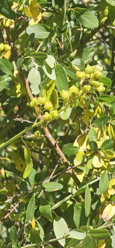 Ceanothus palmeri, photograph 2