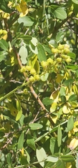 Ceanothus palmeri, photograph author not stated, no rights reserved