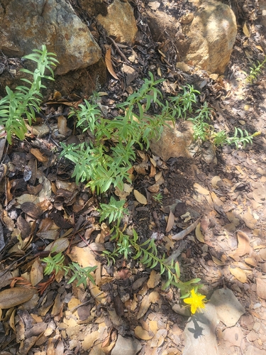 Hypericum concinnum, photograph 2