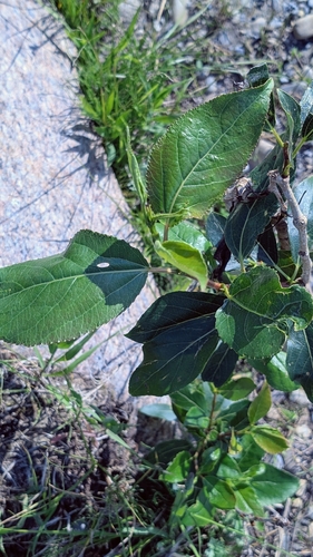 balsam poplar