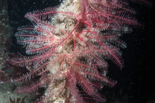 Antedon bifida